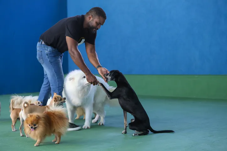 Rafael Ramos, veterinário comportamentalista e dono da Cão de Ouro Adestramento, escola e hospedagem para pets