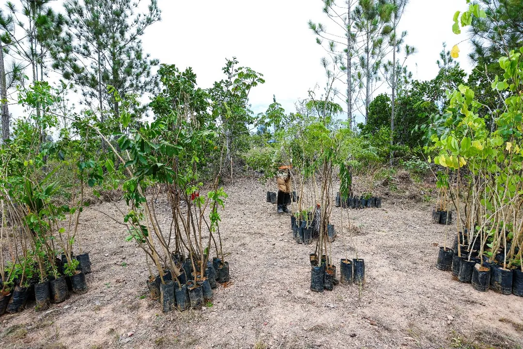 BYD também começou a plantar em uma área próxima, milhares de mudas de árvores nativas