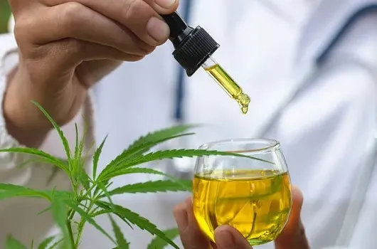 Planta é utilizada para fins terapêuticos, sob controle médico