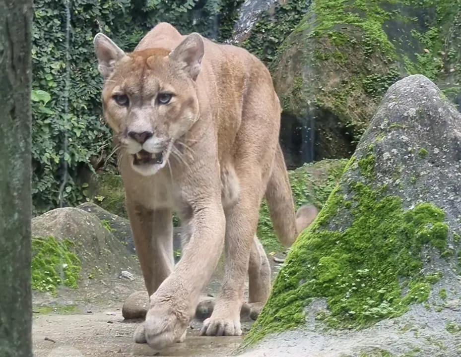 Visitação acontece de terça a domingo, das 9h às 17h