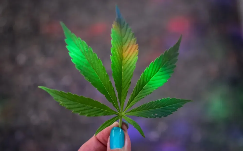 Na Holanda, o uso pessoal de cannabis é descriminalizado