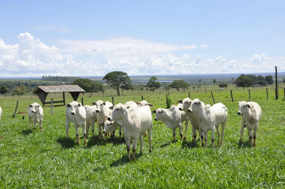 Vacinação contra a febre aftosa