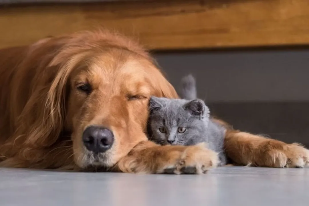Dicas para limpar pelos de pet em casa