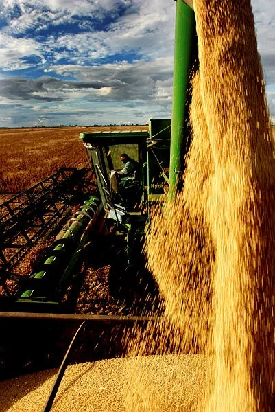 Foto de produção de soja