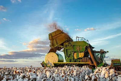A exemplo do que já ocorre com culturas como soja e algodão (foto), as ações agora se estendem às plantas daninhas que afetam o milho