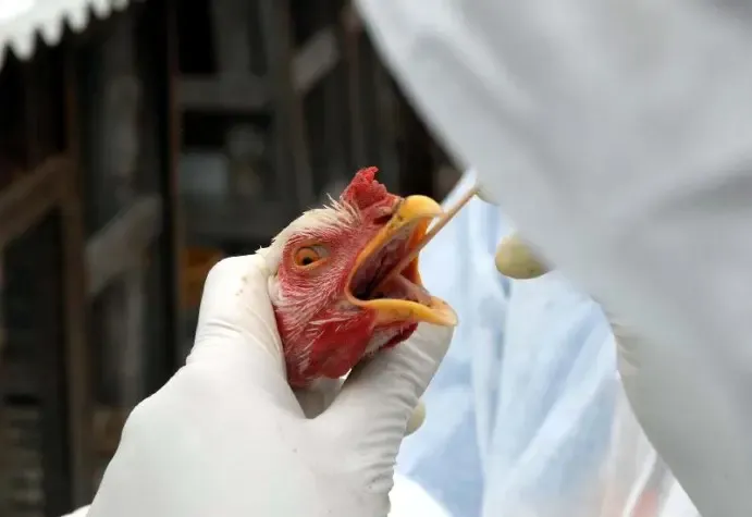 Esse é o quarto foco da doença em aves de subsistência detectado no Brasil