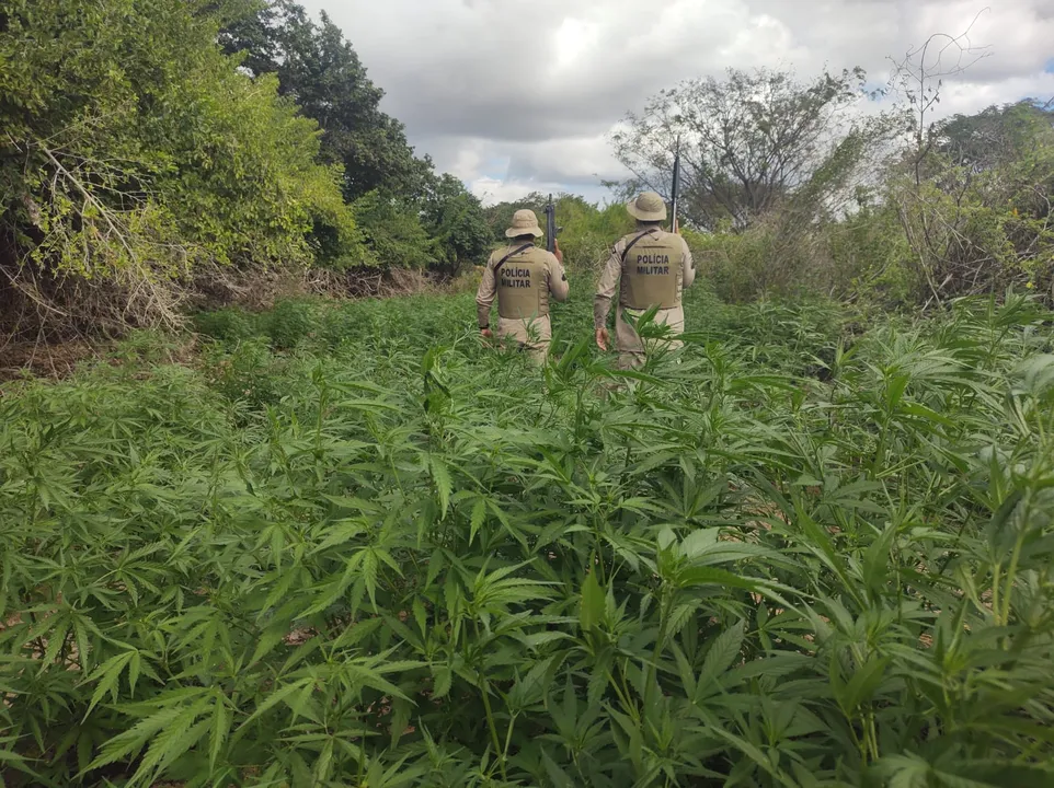 Policiais encontraram cerca de 5.400 pés da droga na região de Pedra Branca