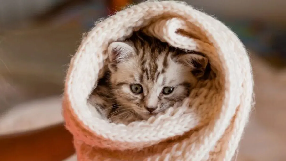 Gatos precisam de cuidado maior no frio