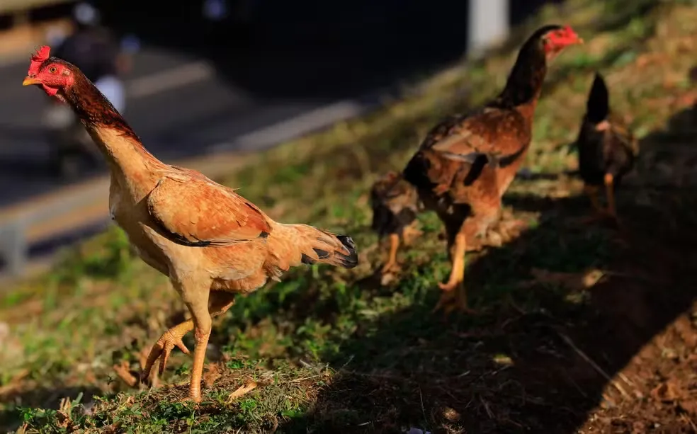 O caso foi registrado em aves de quintal no município de Santo Antônio da Barra