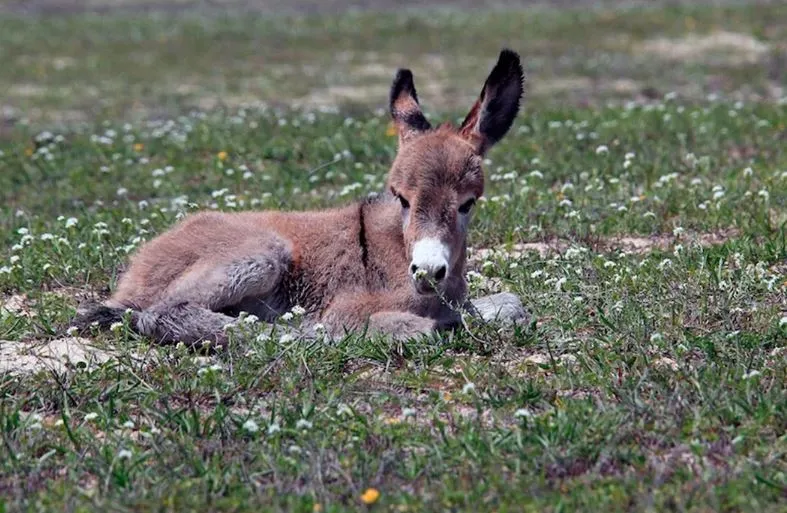 Jumento brasileiro é uma espécie única no mundo e corre risco real de extinção