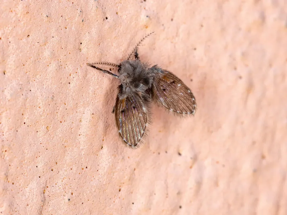Mosca-de-banheiro