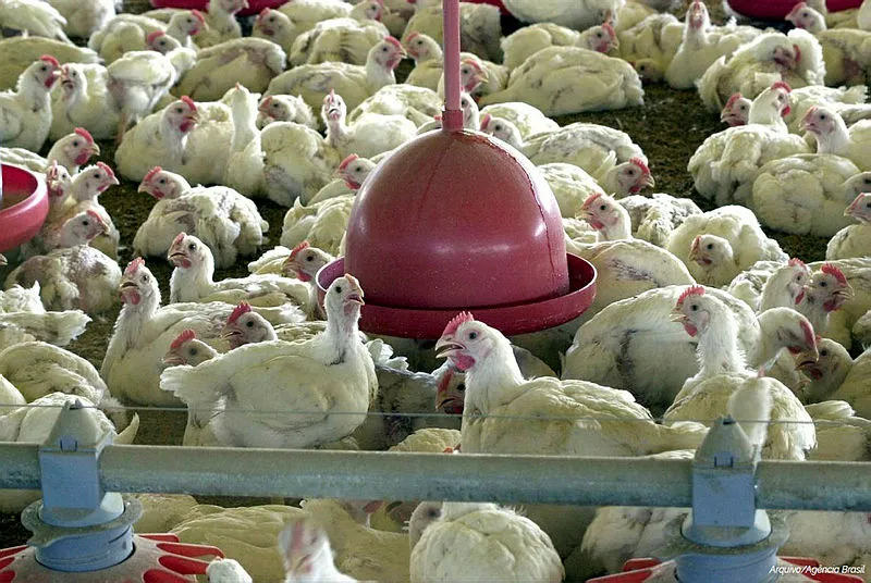 Gripe aviária no Brasil