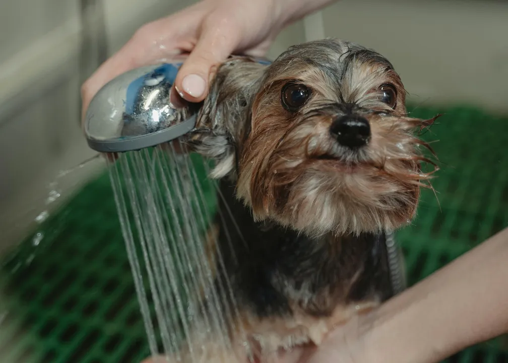 Banho toda semana faz mal aos cachorros? Veja a frequência ideal