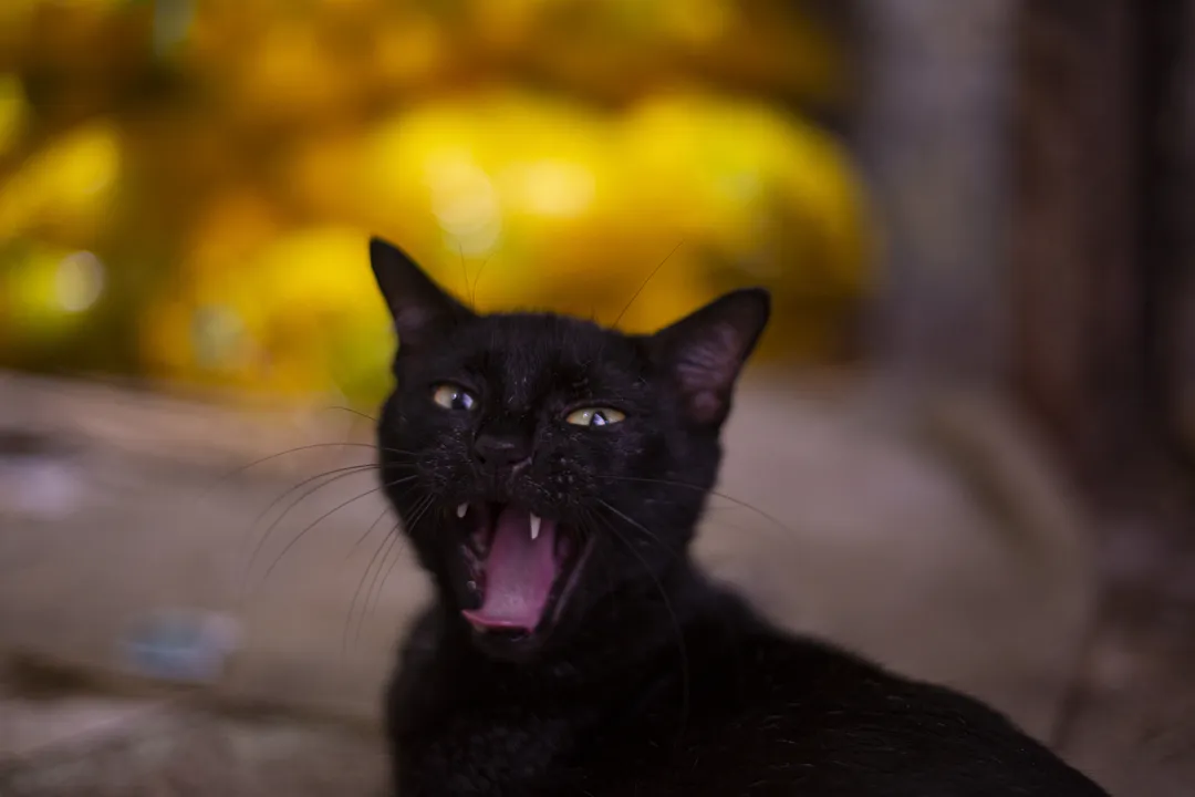 Gato preto é associado a Deusa Freya