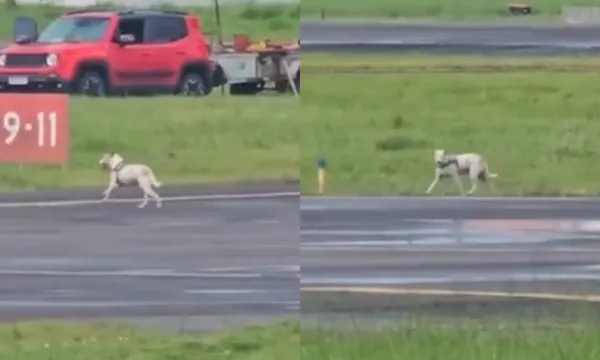 O animal foi retirado da pista logo em seguida