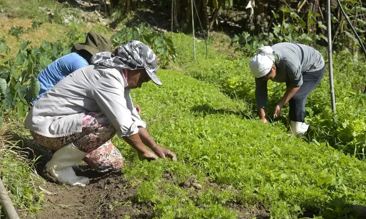 Imagem ilustrativa da imagem Agricultores reunidos farão mais pelo mundo do que as vãs filosofias