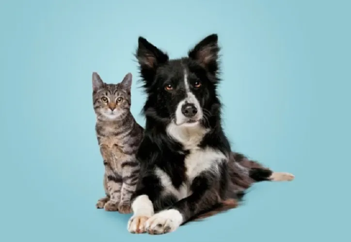 Pets