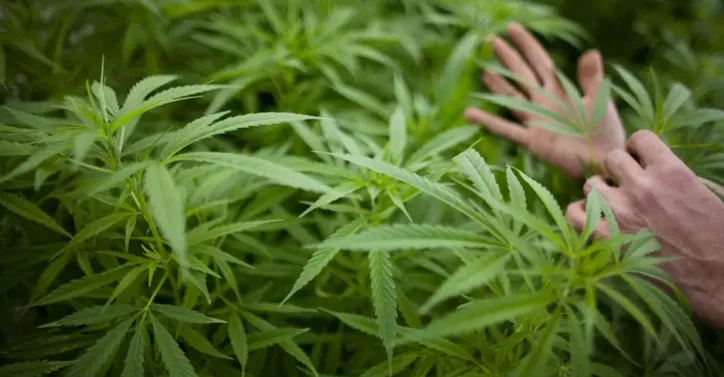 Imagem ilustrativa da imagem Uso da cannabis medicinal ainda enfrenta barreiras no Brasil