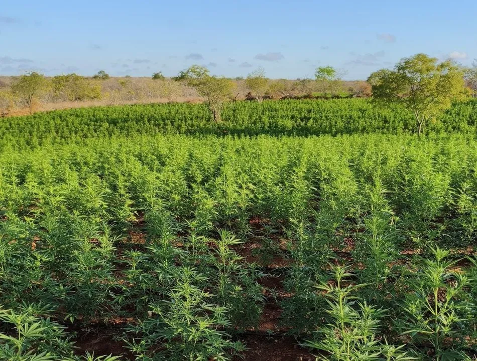 Polícia MIlitar destrói aproximadamente 200 mil pés de maconha na Bahia
