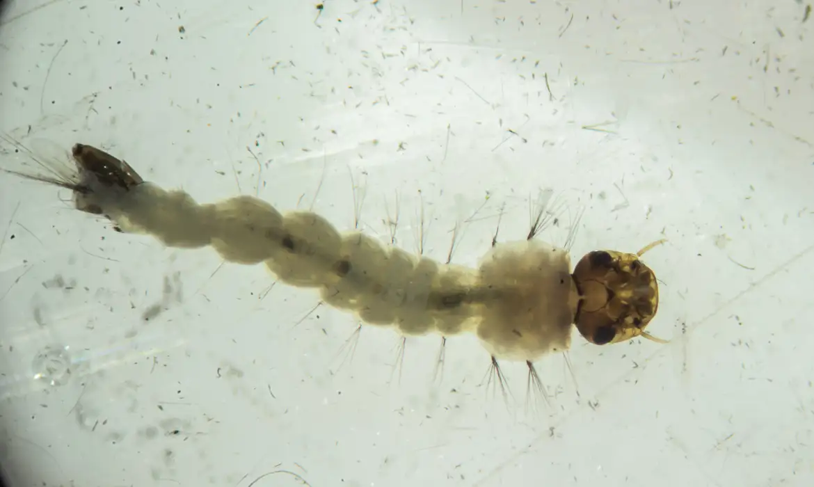 Larvas de mosquitos são infectadas com bactéria e produzem novos insetos com menos chance de transmitir doenças