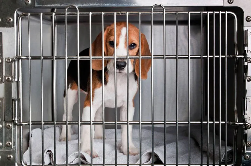 Brasil dá adeus a testes em animais