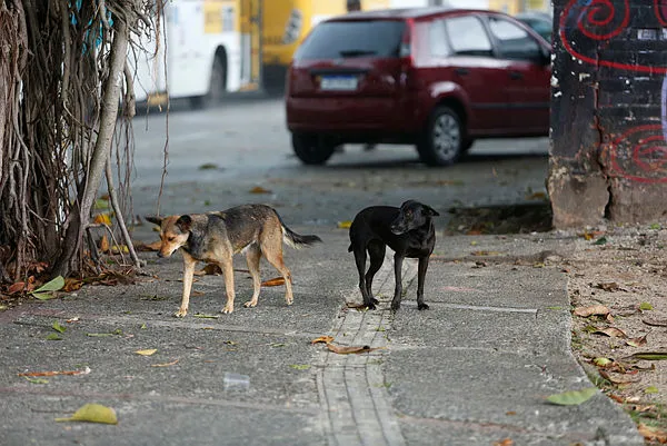 Cães de rua causam transtorno em  Gavião, no sertão baiano