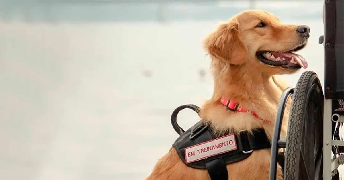 Os chamados cães de alerta médico ou cães de serviço passam por meses de treinamento