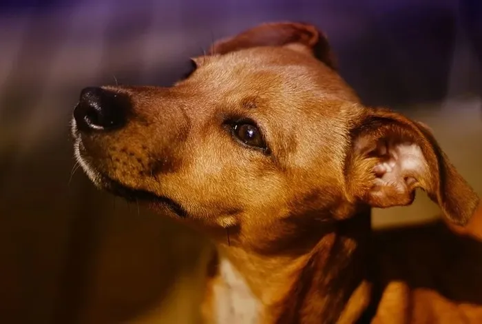 Imagem de um cão sem raça definida (ilustração)
