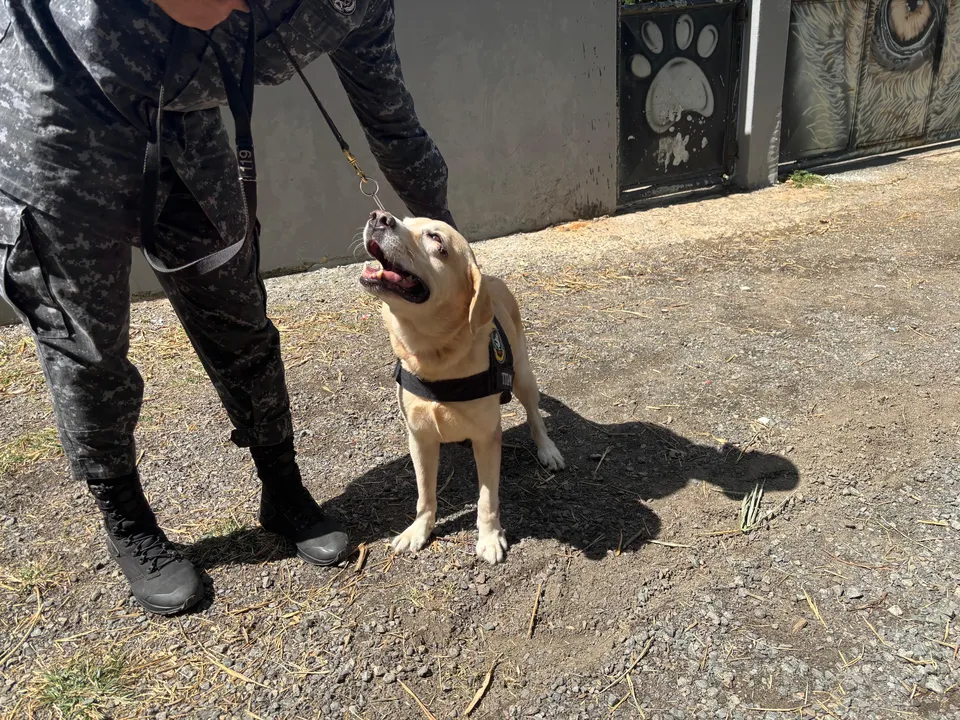 Cão de detecção, recordista na captura de drogas na PM