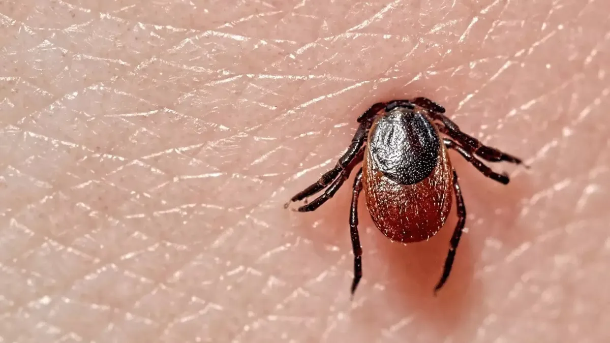 A doença de Lyme é causada por bactérias do gênero Borrelia