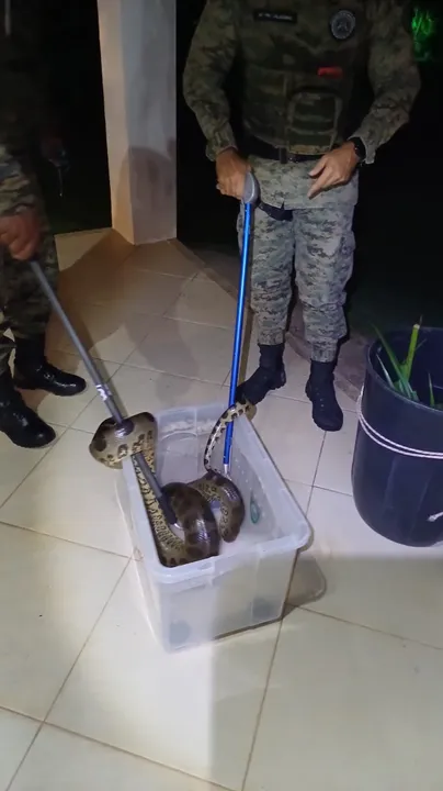 Serpente da espécie sucuri