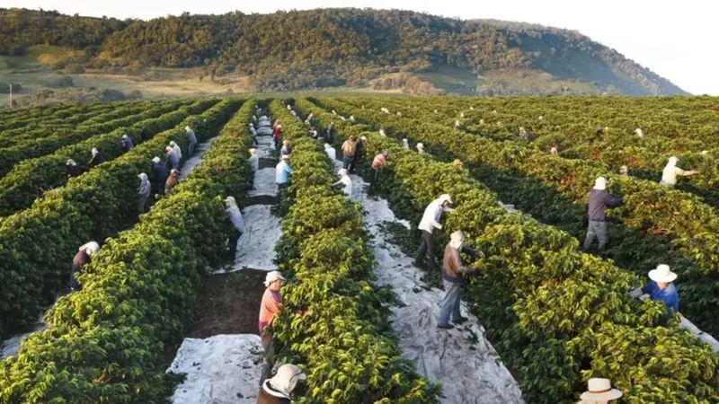 Fazenda de café que pertence a Roberto Marinho