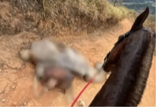 Dono de cavalo admite ter decepado as pernas do animal