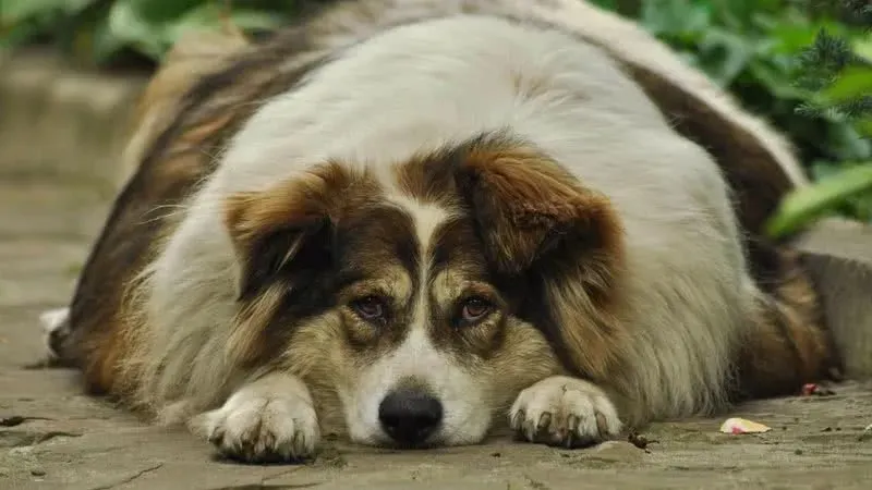 População de cães é de cerca de 60 milhões
