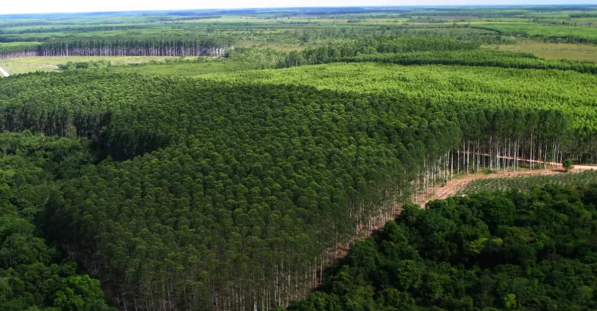 O cruzamento permite o melhoramento da planta e a obtenção de árvores com características superiores
