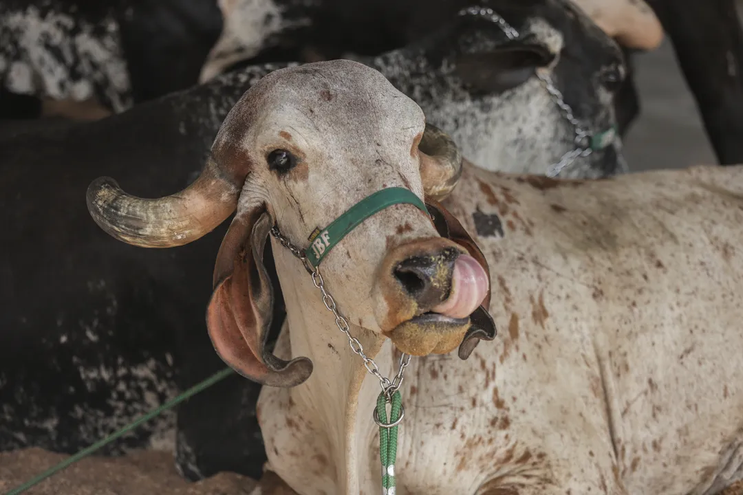 Durante os 10 dias de evento, a Fenagro 2024 contou com 3 mil animais e movimentou R$ 8,1 milhões em leilões