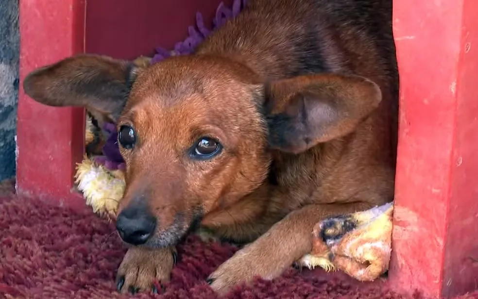 Cachorro morava com o tutor em um sítio
