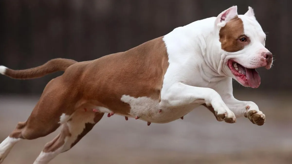 Cães pitbull