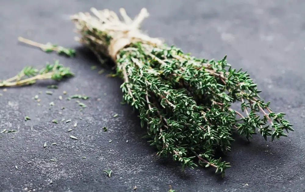 Esta é uma das plantas mais estudadas pela fitoterapia moderna