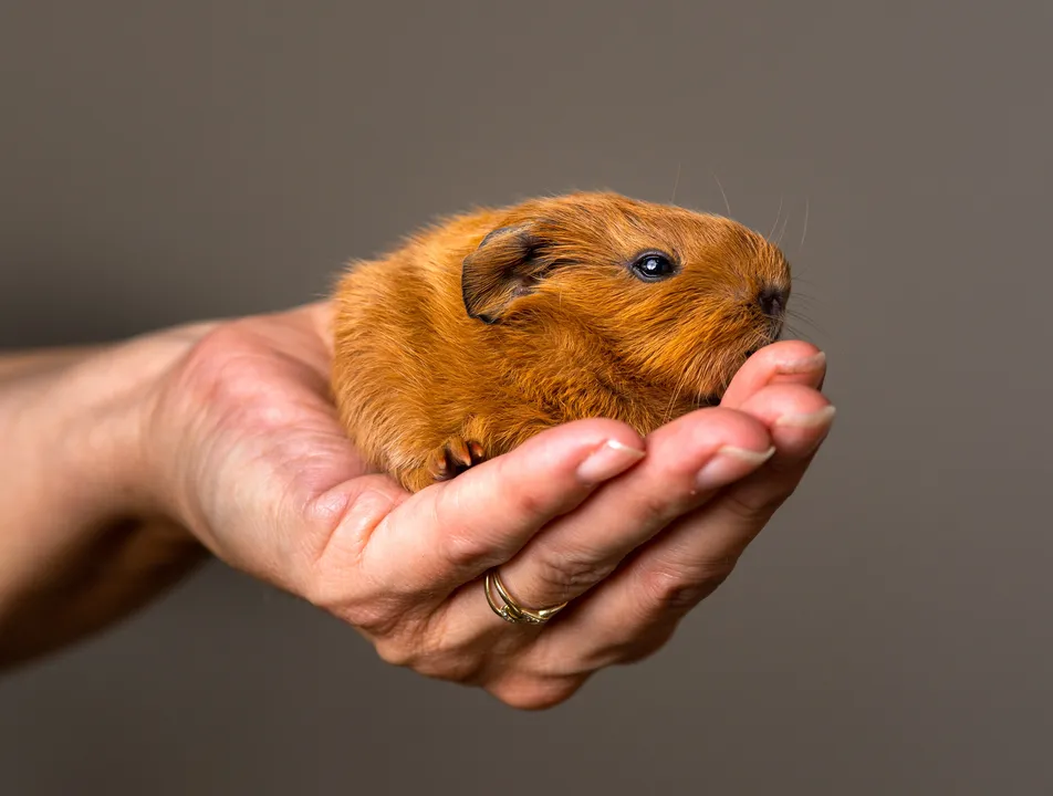 Espécie de hamster dócil