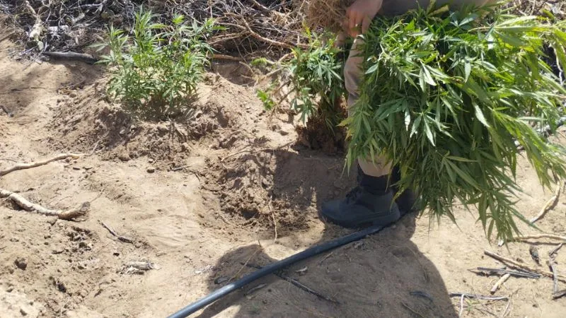 Parte dos pés de maconha foram encaminhados para perícia