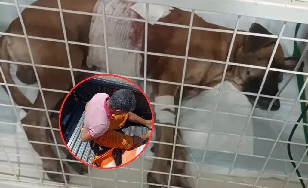 Animal foi internado, medicado e não corre risco de morte