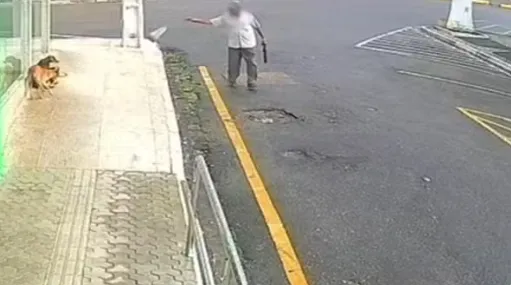 Idoso joga sacola com ração envenenada para cachorros