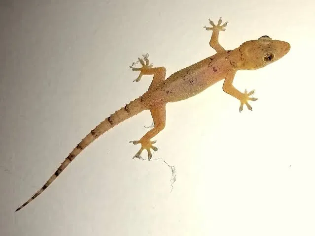 Lagartixas estavam na campainha do endereço indicado