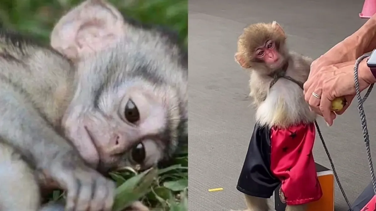 Especialista explica as consequências de criar animal silvestre domesticamente