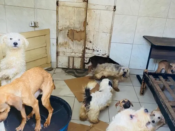 Animais estavam sem ventilação e luminosidade adequadas