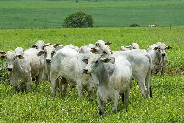 Imagem ilustrativa da imagem Municípios do Portal do Sertão têm vocação natural para a pecuária