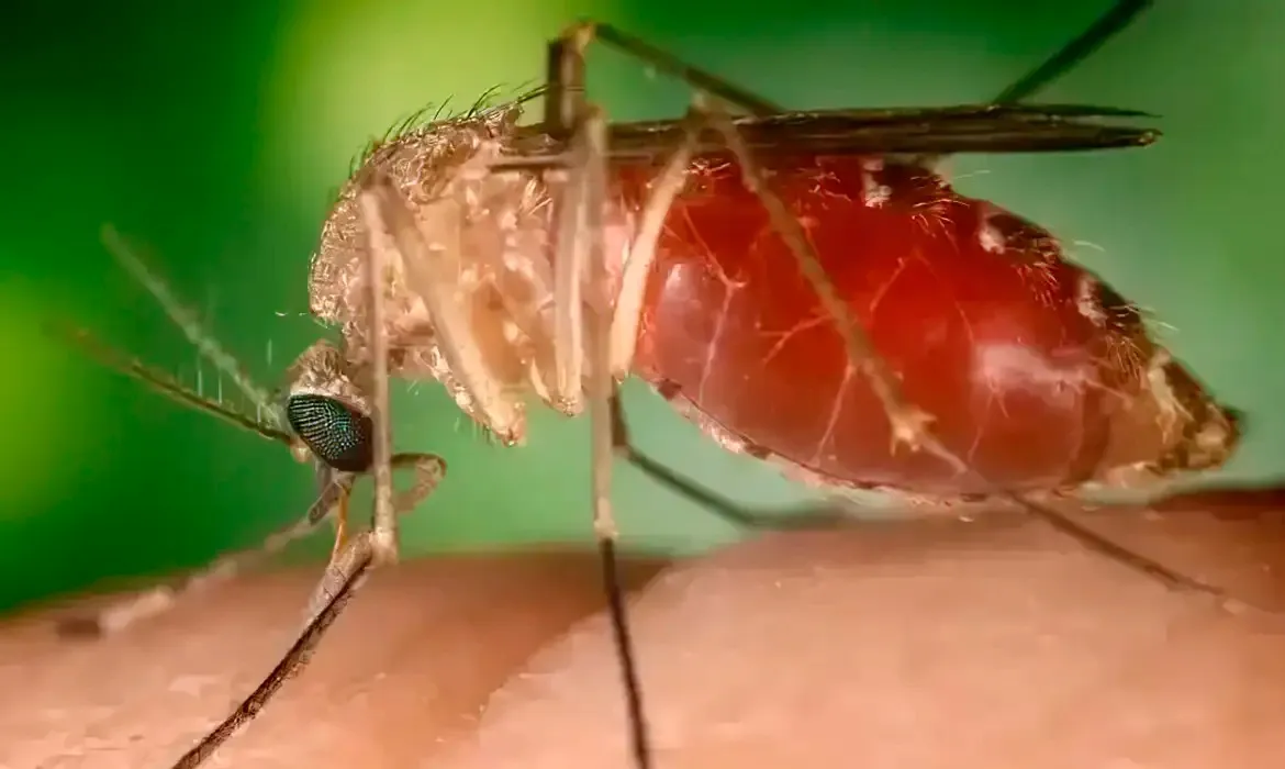 Mosquito do Oropouche