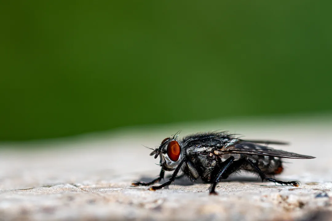 Parasita que devora tecido vivo preocupa autoridades