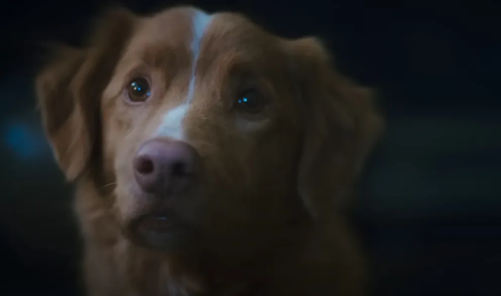 Indy, é um cãozinho que embarca em uma nova fase ao lado de seu dono